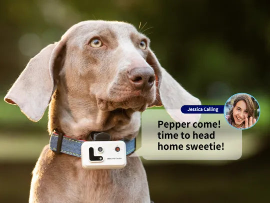 PetCollar Camera & Real Time GPS Tracker ROLA